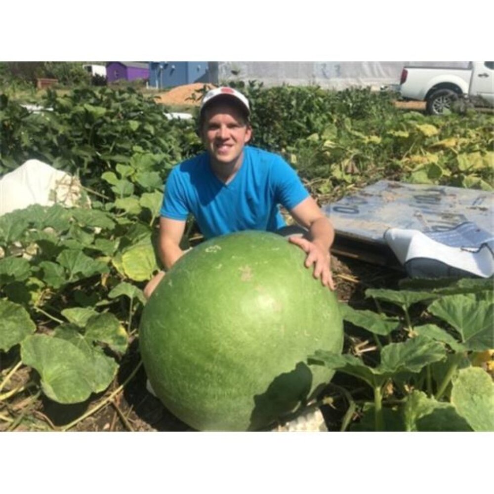 15 Giant Bushel Gourd Seeds Up to 100 Pounds Non-GMO